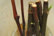 怎样自制生根水(怎样自制生根水效果最好)