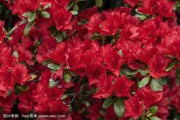 红色杜鹃(红色杜鹃花有毒吗)