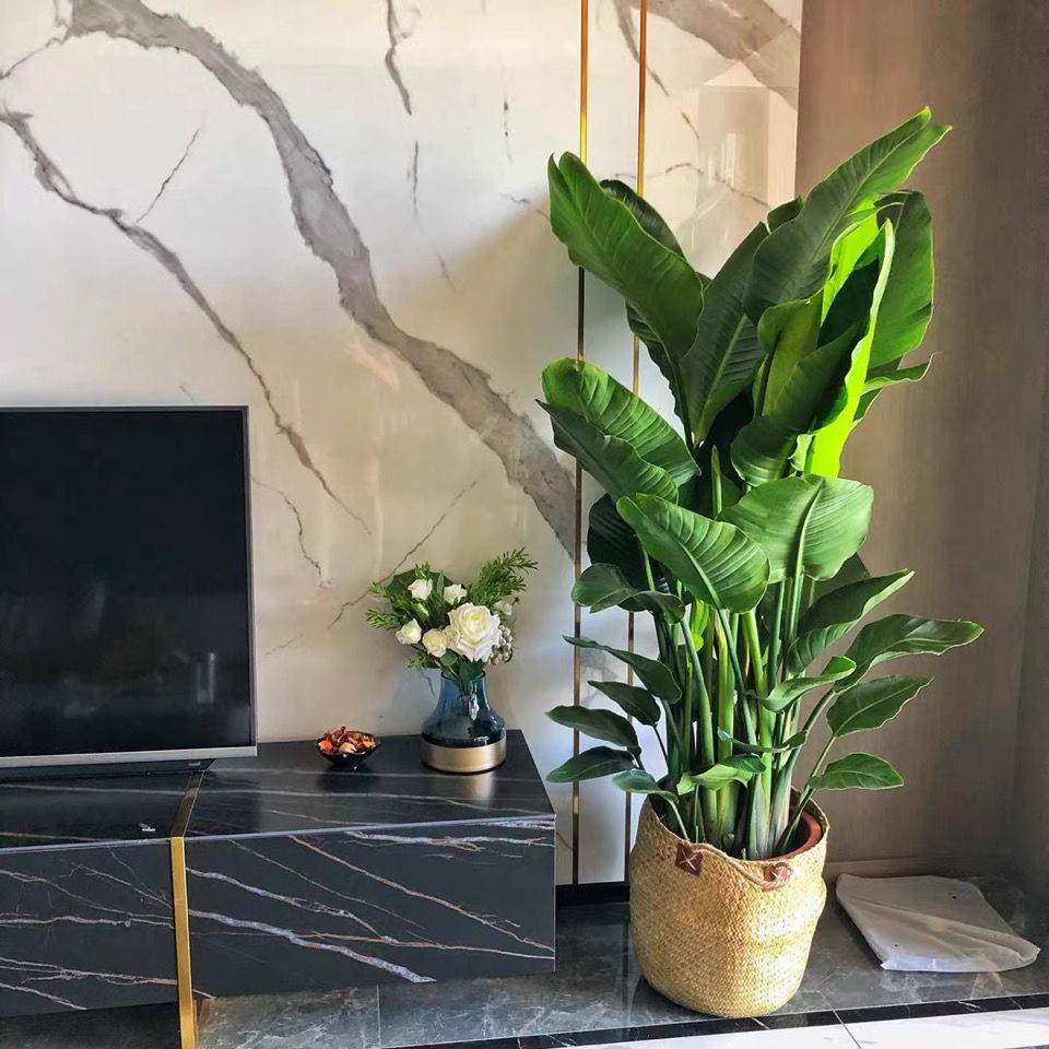 天堂鸟绿植(天堂鸟绿植的寓意和象征风水)