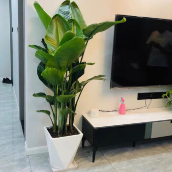 天堂鸟绿植(天堂鸟绿植的寓意和象征风水)