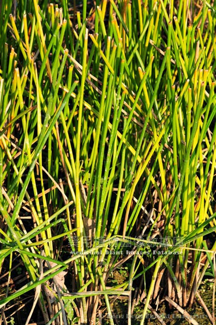 马蹄拼音(马蹄拼音怎么读)