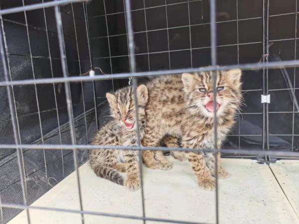 山狸子图片(山狸子图片 黑色)