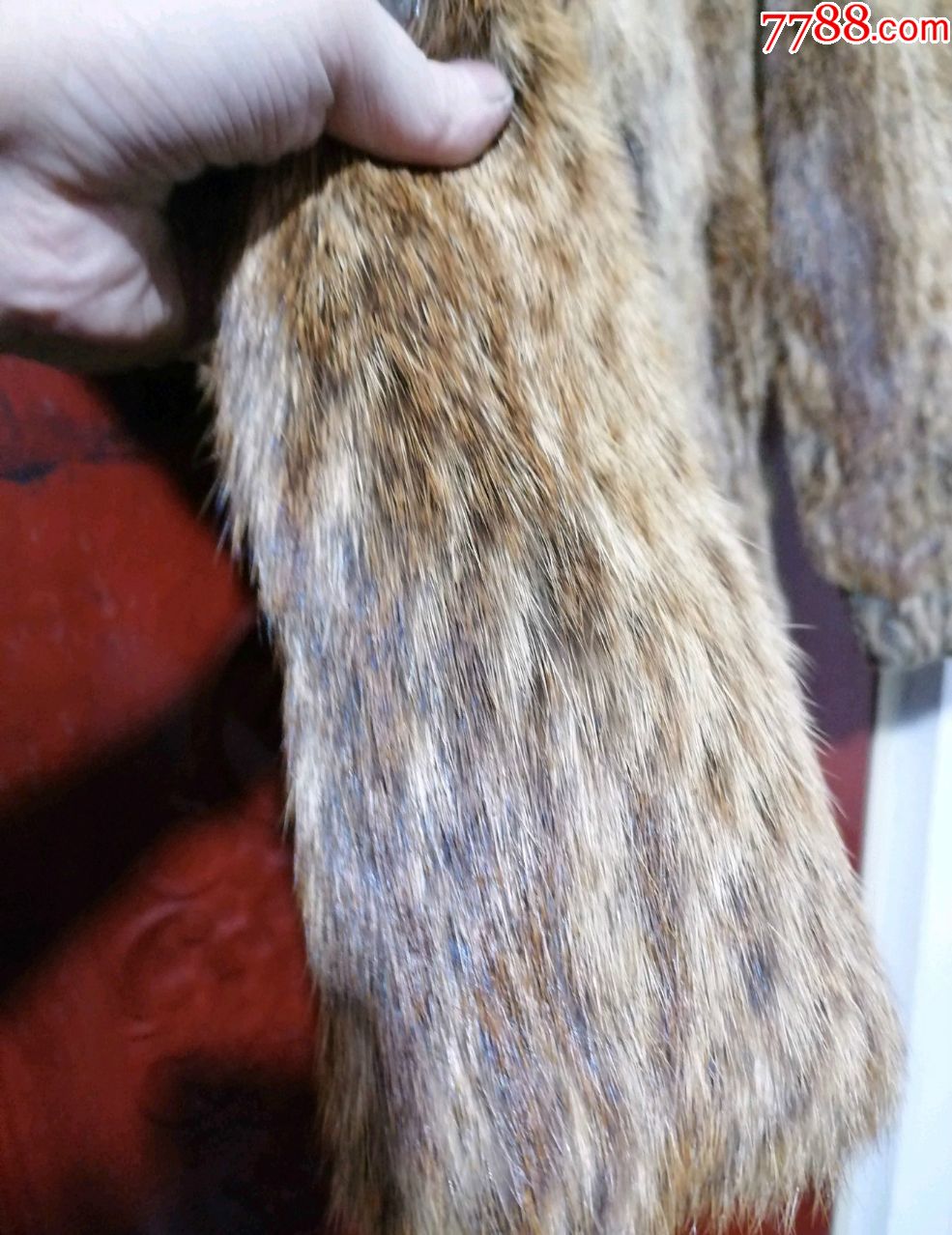 山狸子图片(山狸子图片 黑色)