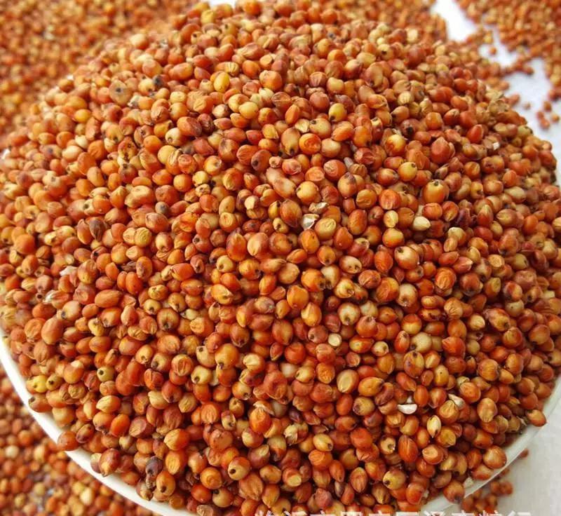 高粱酒的酿造方法(高粱酒的酿造方法比例是多少) 高粱酒的酿造方法(高粱酒的酿造方法比例是多少)