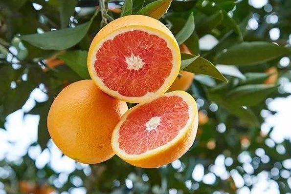 澳柑(澳柑的功效与作用)