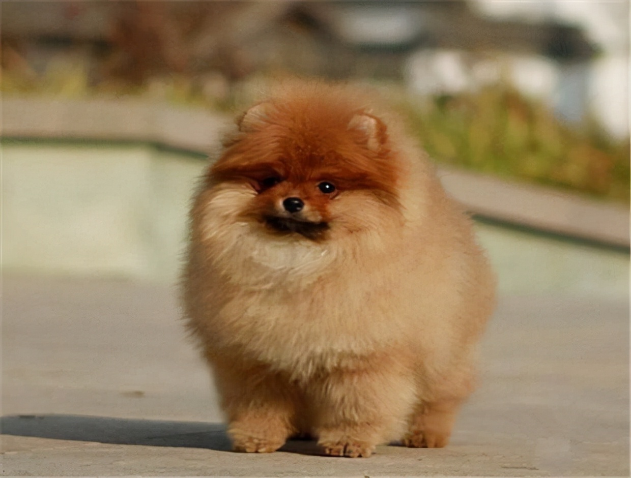 博美狗多少钱(哈多利博美犬多少钱)