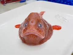 棺材鱼(棺材鱼视频) 棺材鱼(棺材鱼视频)