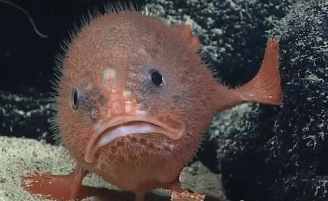 棺材鱼(棺材鱼相关信息)