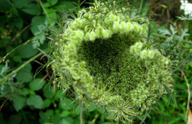 鹤虱(鹤虱的功效与作用)