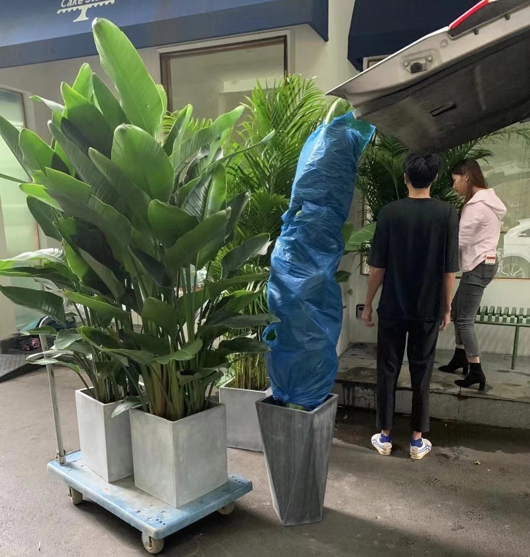 天堂鸟绿植(天堂鸟绿植喜欢阳光吗)