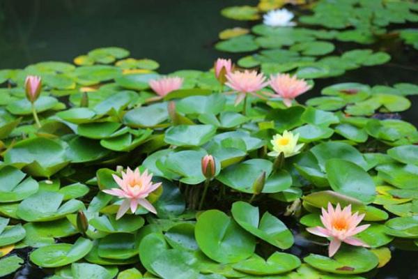 沉疴是什么意思(久染沉疴是什么意思)