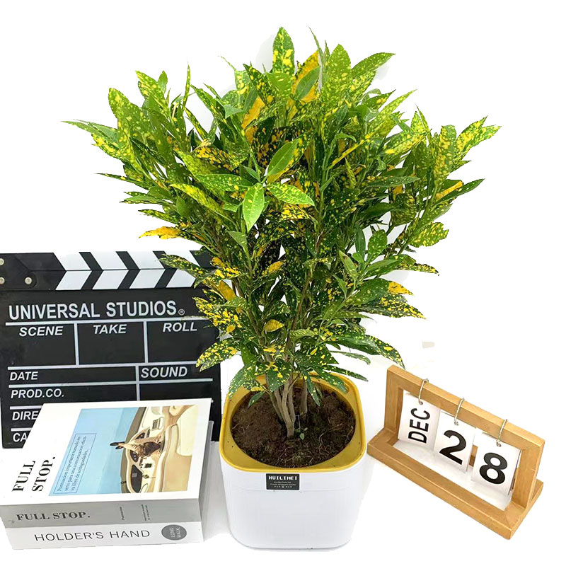 叶木(叶木类植物有哪些) 叶木(叶木类植物有哪些)