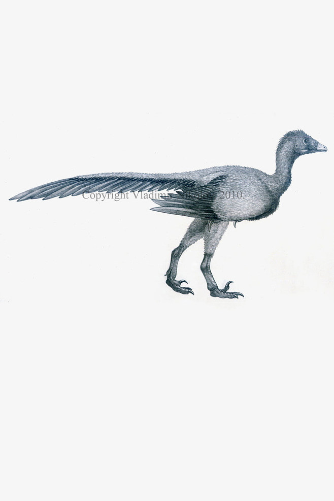 始祖鸟英文(始祖鸟英文名)