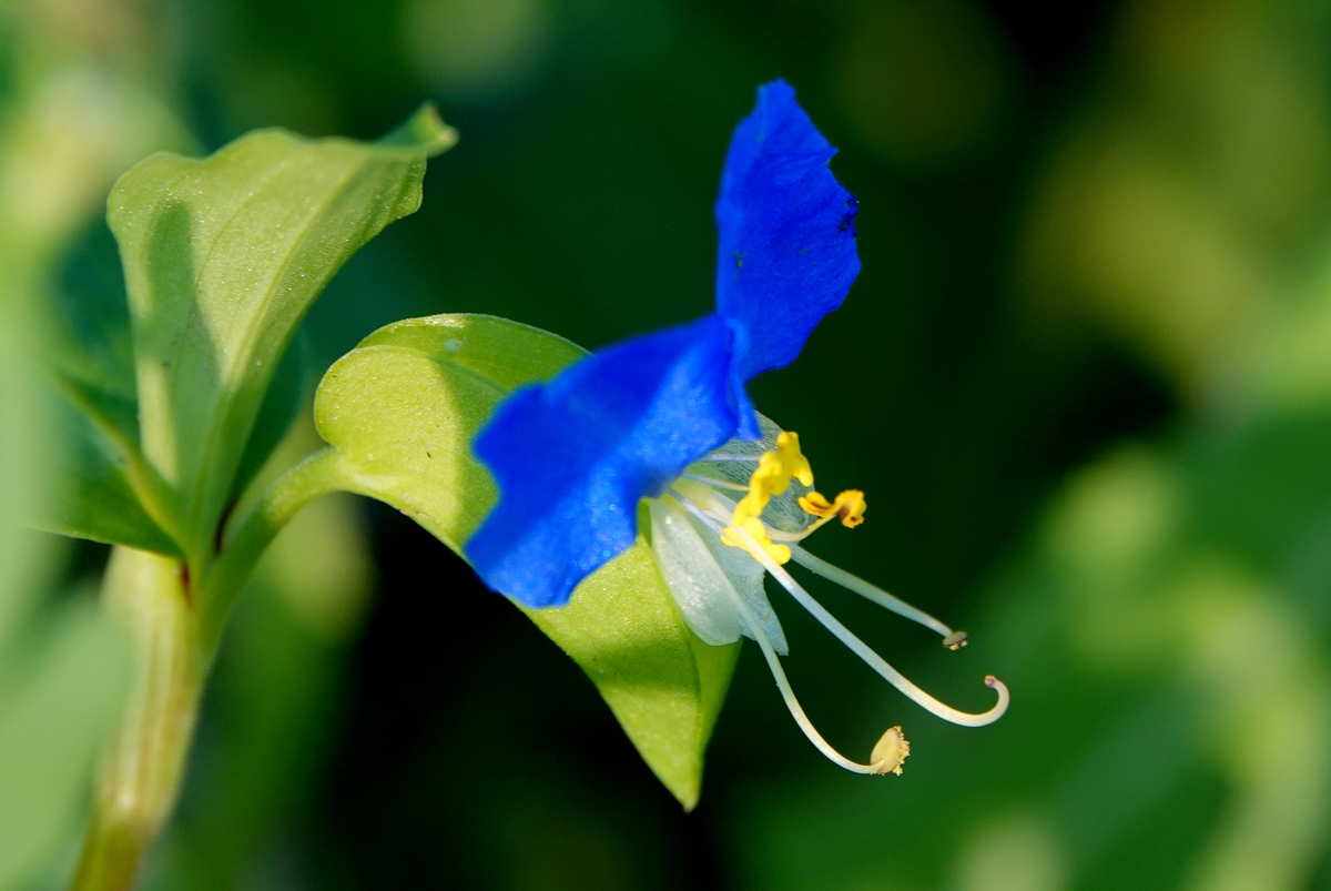 紫鸭趾草(紫鸭趾草白色体显微镜下照片)