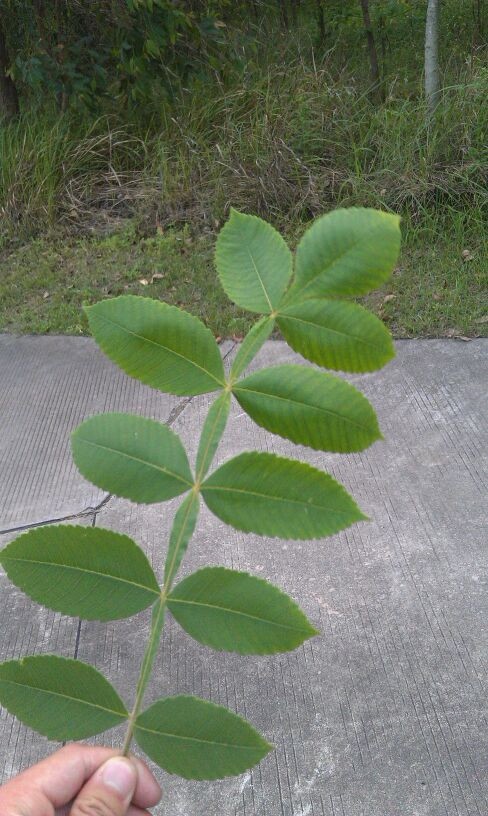 榆树叶(榆树叶的功效和作用禁忌)