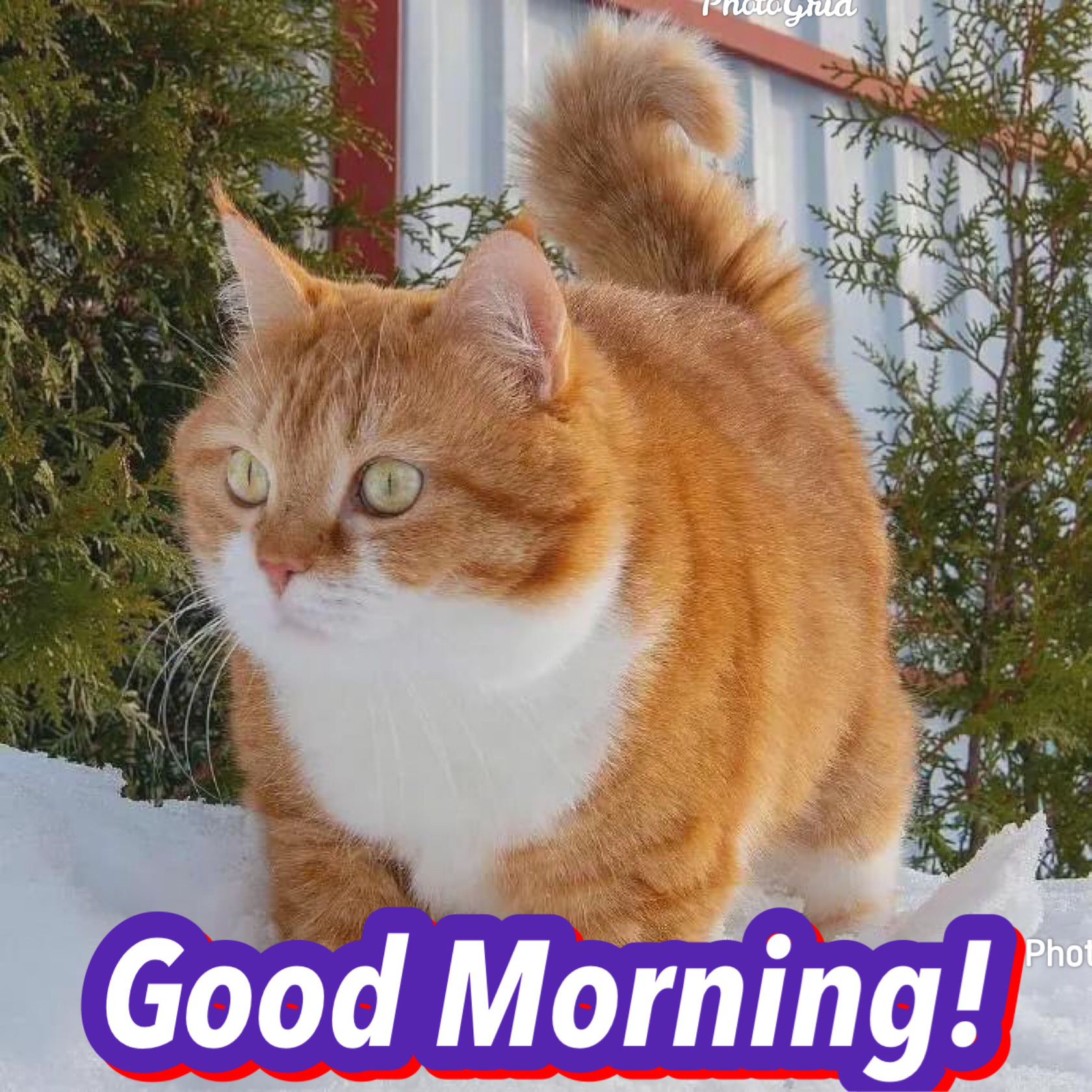 周三的英语(周三的英语怎么读)