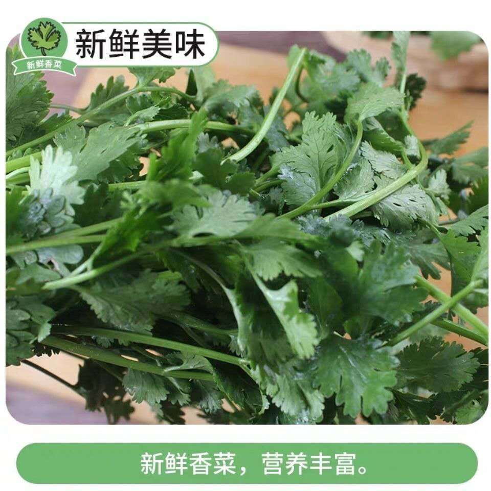 芫荽和香菜的区别(芫荽和香菜的区别芫芪)