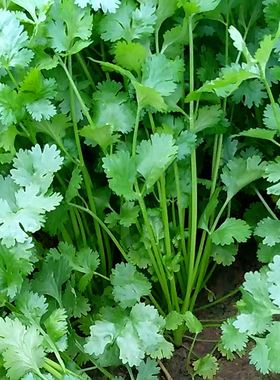 芫荽和香菜的区别(芫荽和香菜的区别芫芪)