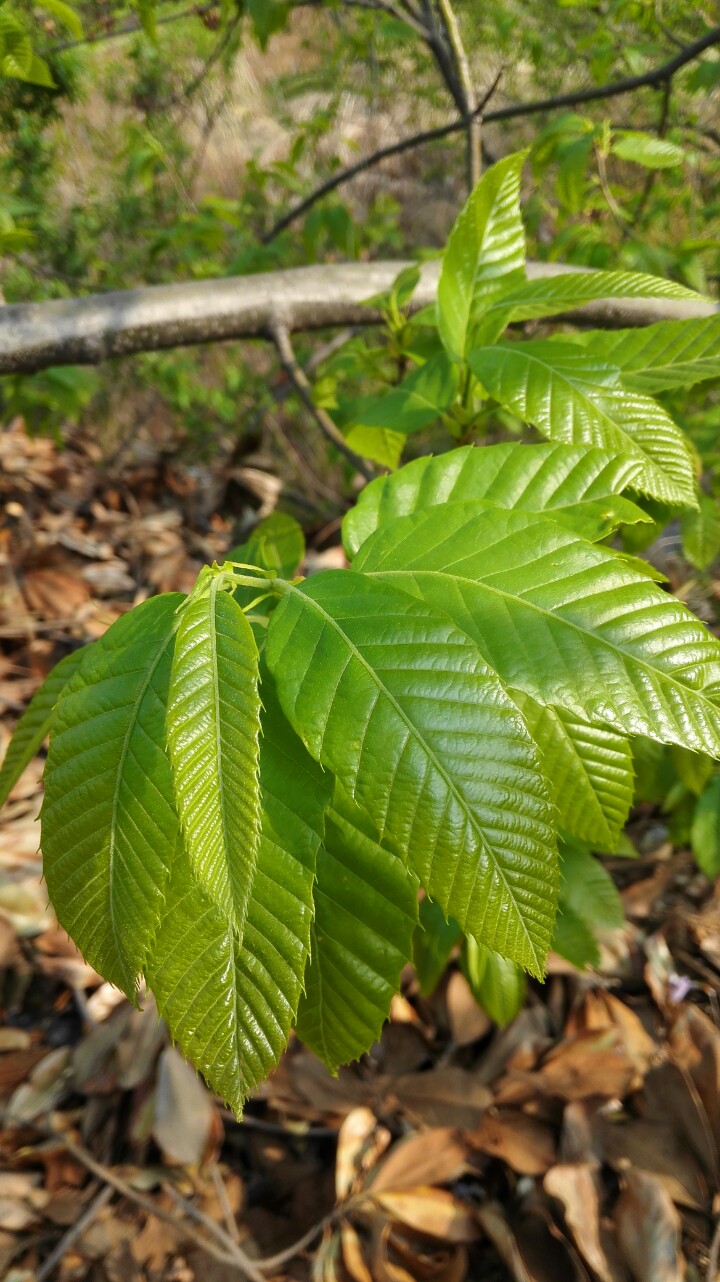 榆树叶(榆树叶能吃吗,有啥好处)