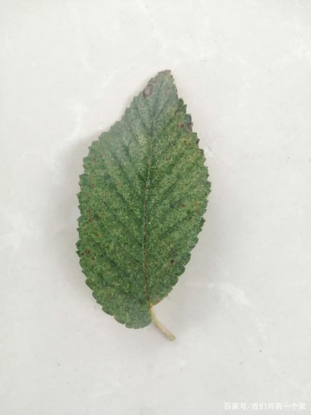 榆树叶(榆树叶能吃吗,有啥好处)