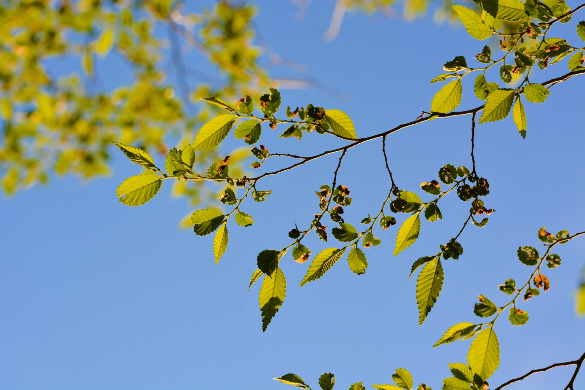 榆树叶(榆树叶多少钱一斤)