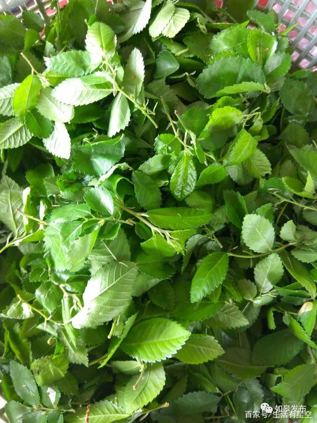 榆树叶(榆树叶多少钱一斤)