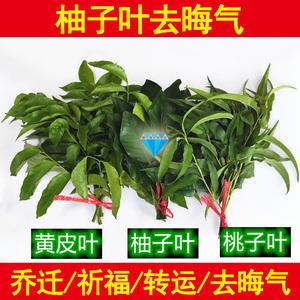 柚子叶去晦气的方法(出狱柚子叶去晦气的方法)