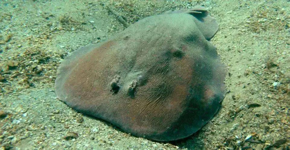 棺材鱼(棺材鱼百度百科)