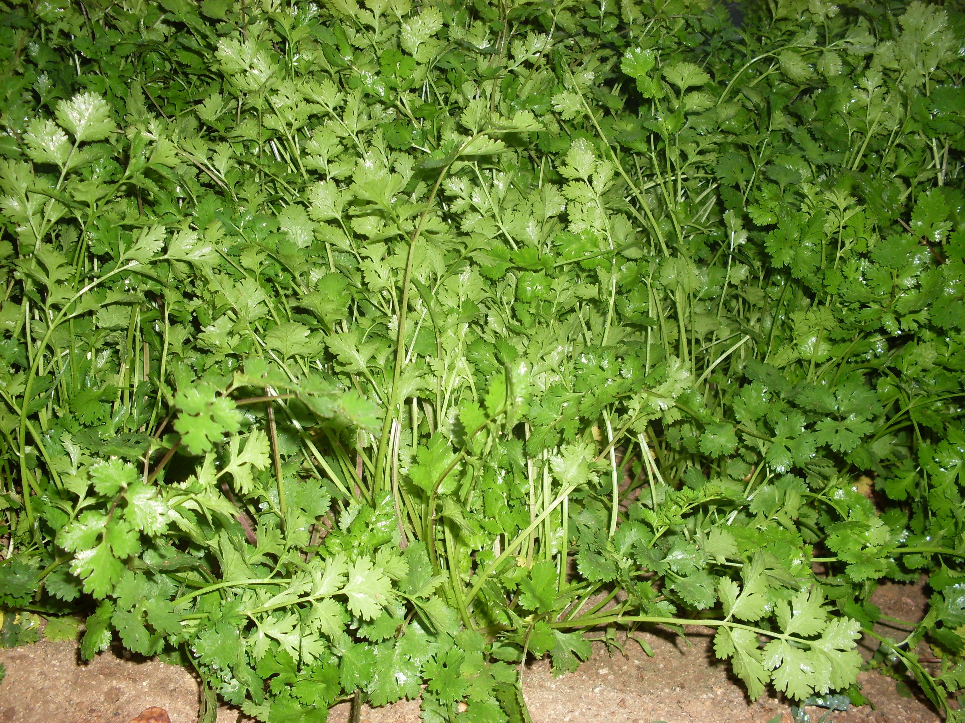 芫荽和香菜的区别(芫荽和香菜的区别 南方方言)