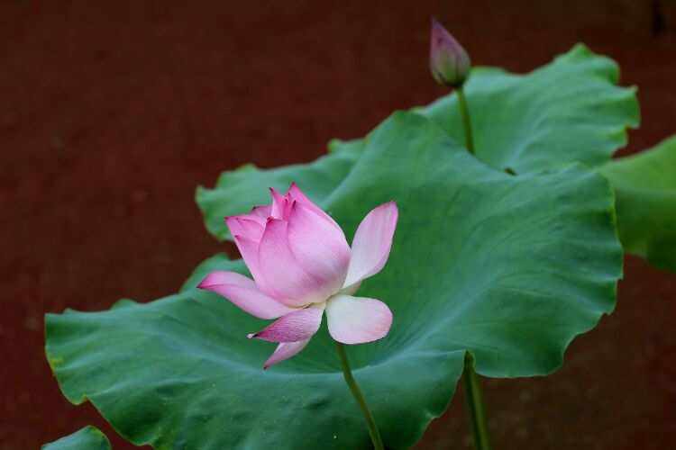 菩提花的寓意(菩提花的寓意和花语图片)