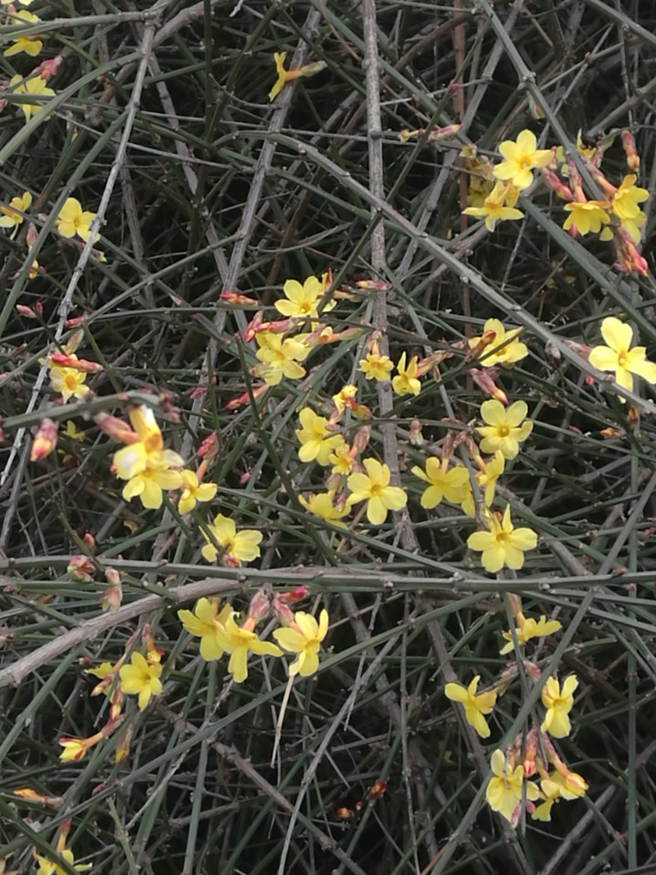 杰米扬鱼汤(我的前半生杰米扬鱼汤)