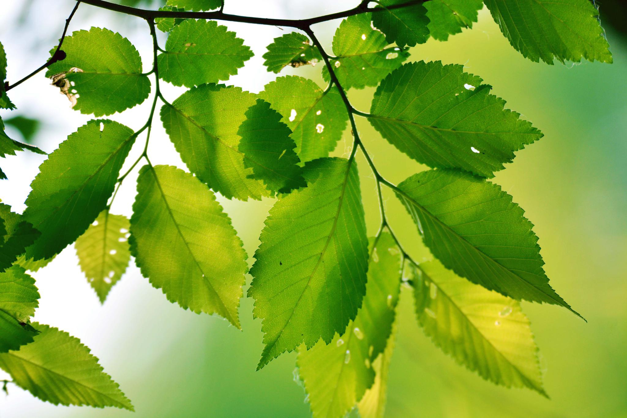 榆树叶(榆树叶的吃法大全做法)