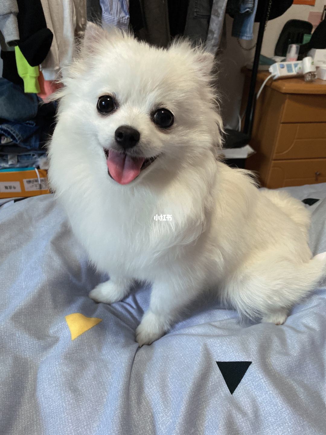 博美狗多少钱(博美狗多少钱一只图片) 博美狗多少钱(博美狗多少钱一只图片)