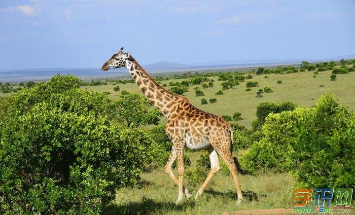 长颈鹿的英文单词(长颈鹿的英文单词是什么)