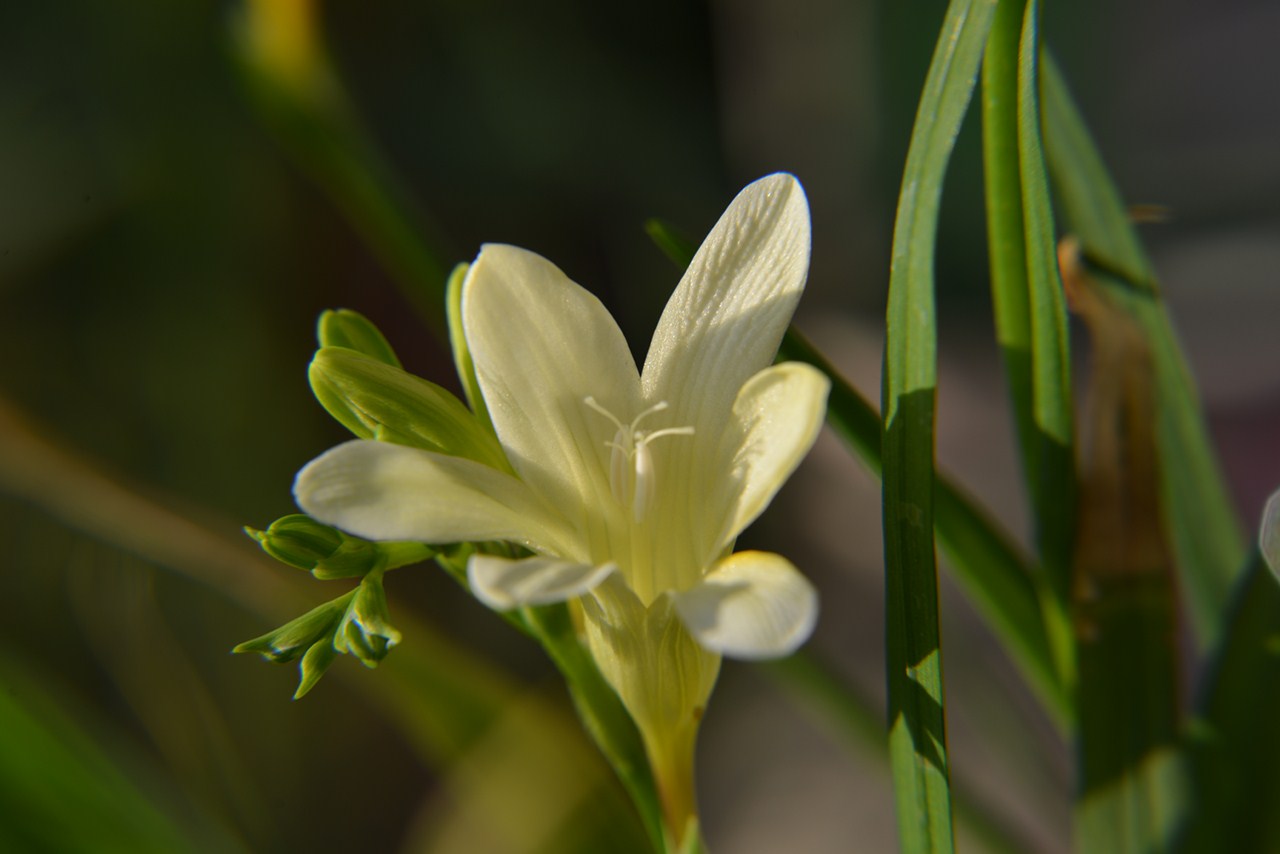香兰花(香兰花语和寓意)